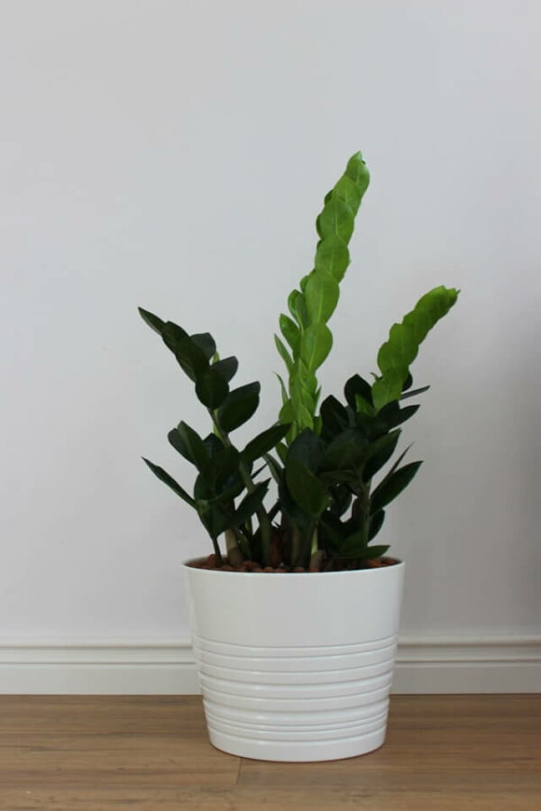 Zz Plants – Image 2